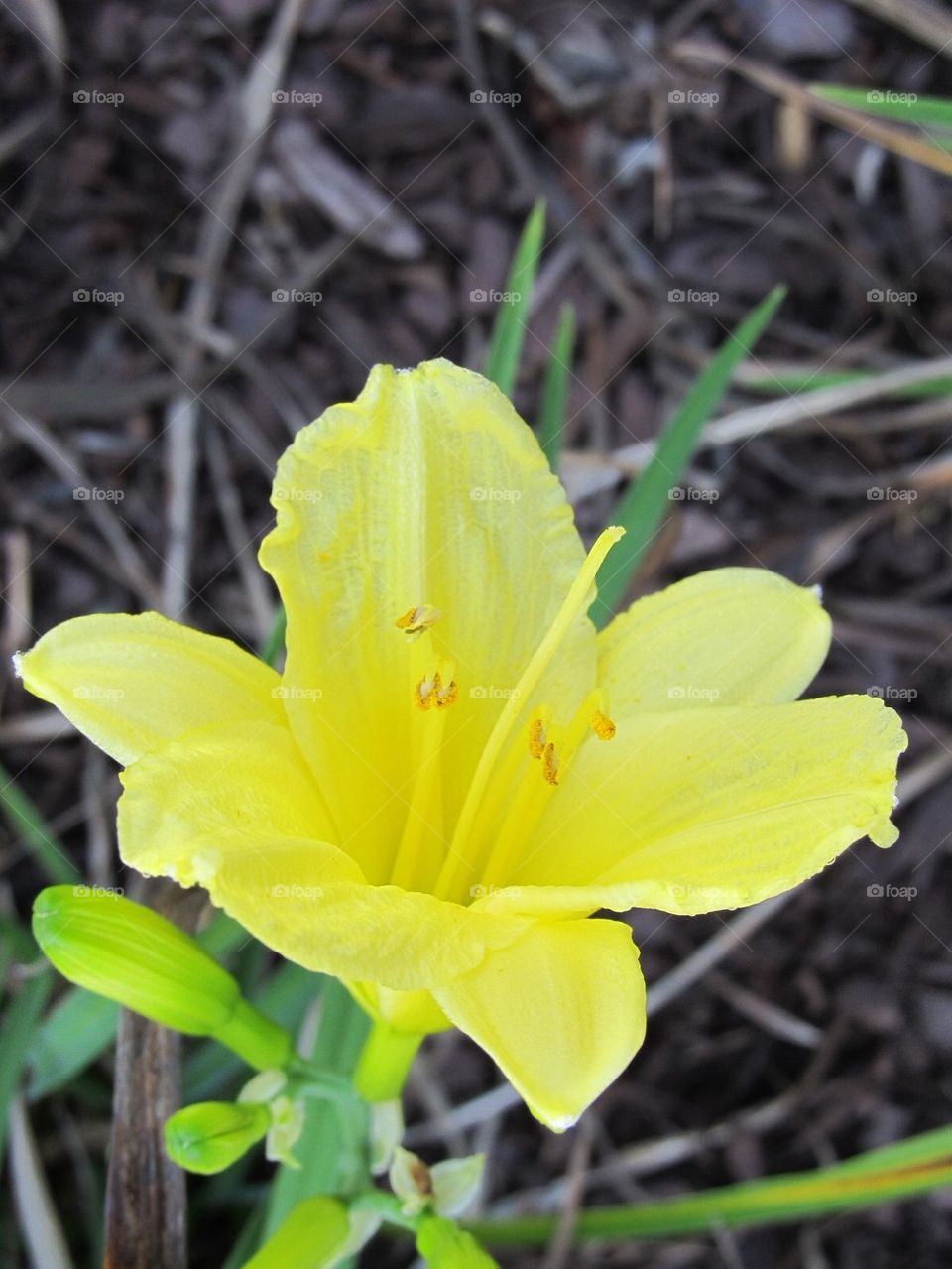 Yellow Daylily