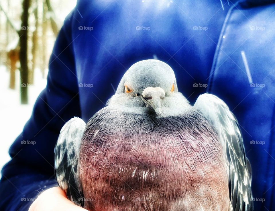 Cute pigeon