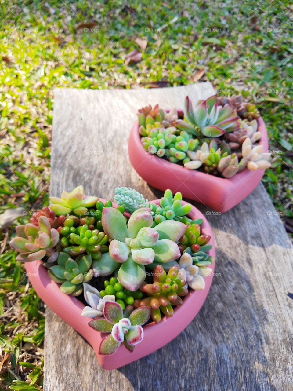 succulents hearts
