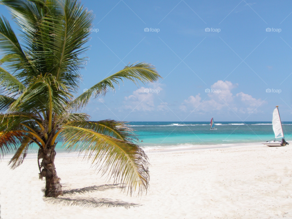 beach palm tree white sand beach tropics by lagacephotos