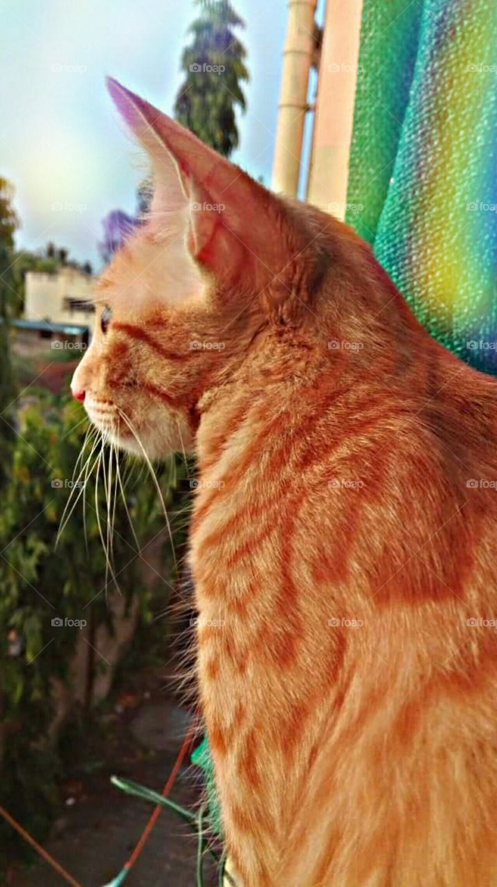 looking outside the nature