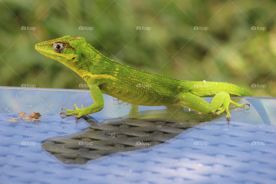 Anole Sideview