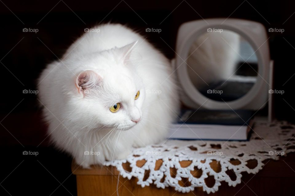 a beautiful white cat with yellow eyes sits on a table near a knitted napkin