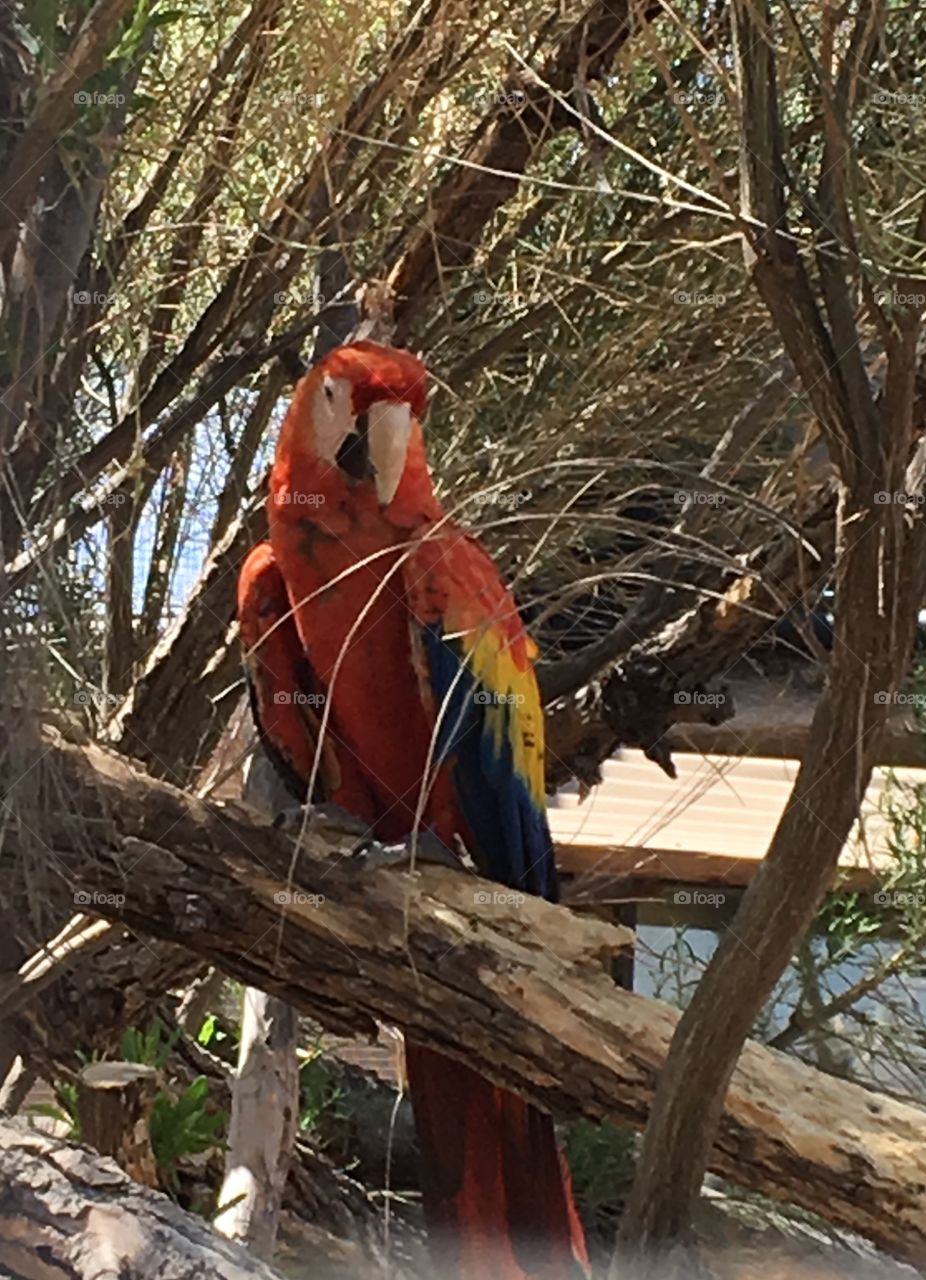 Red Macaw at the Out of Africa Safari Park in Camp Verde, Arizona.