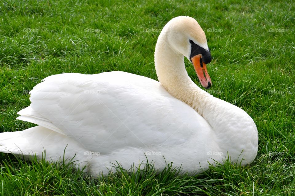 Swan resting on grass