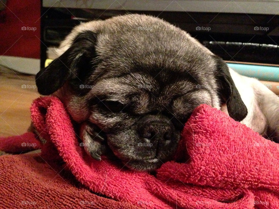 Snuggy Pug