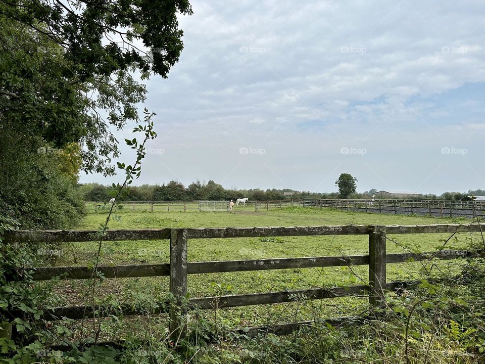 Horses grazing in a field on farm in English countryside near Napton marina fence line paddock