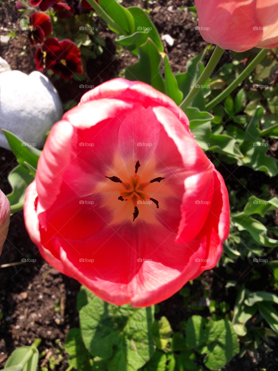 flower tulip