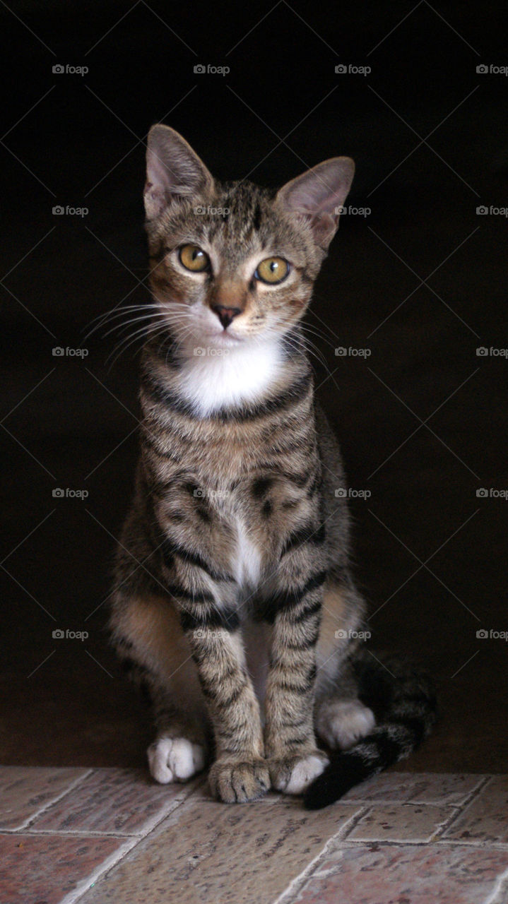 A cutie pie, always ready to give the most adorable poses.