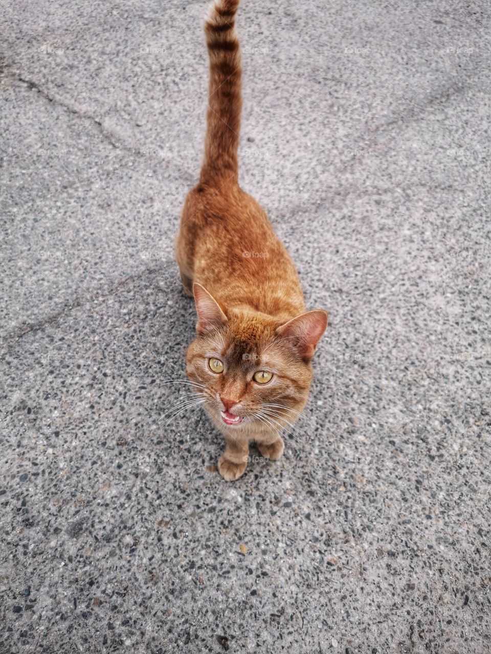 Cat outdoor street alone homeless Red
