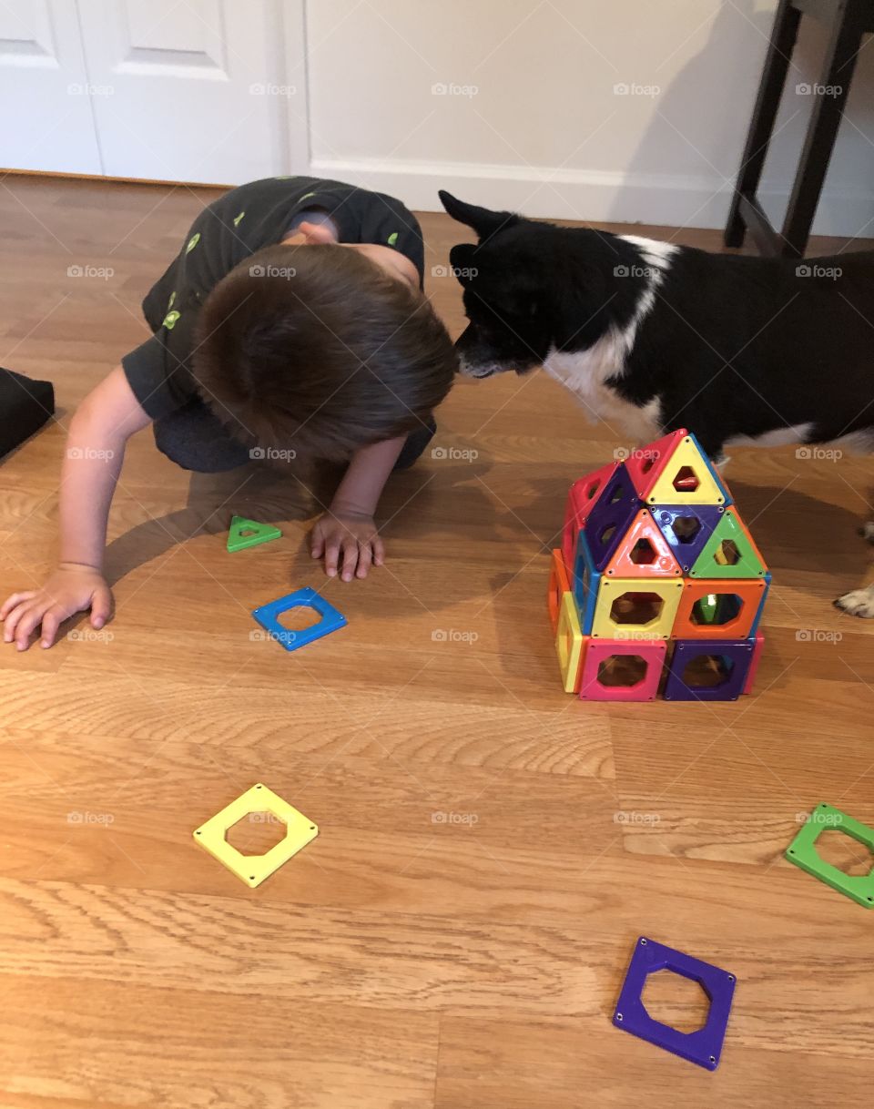 Dog and toddler playing on floor