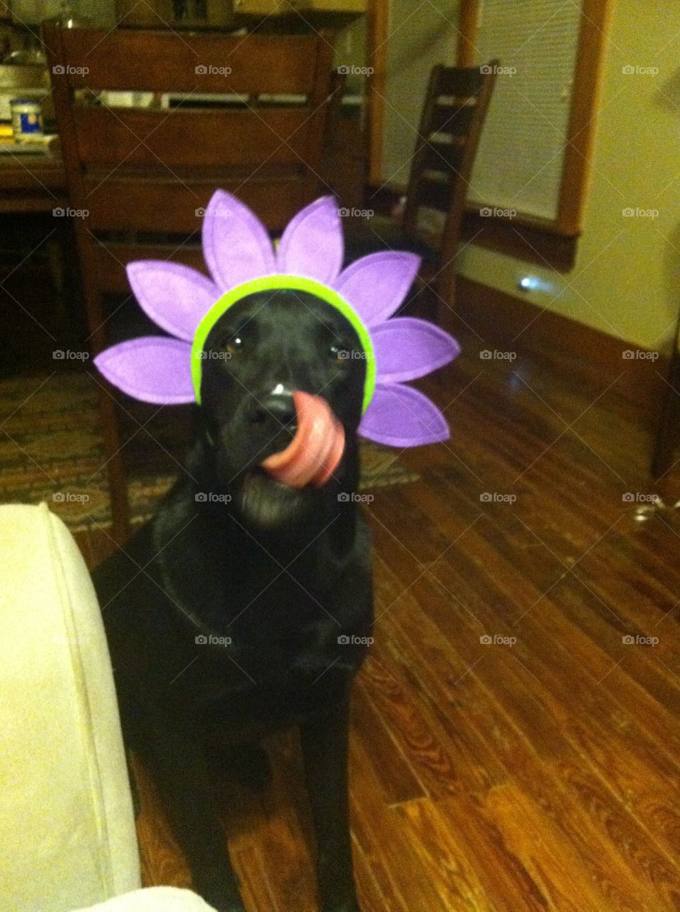 Dogs are better dressed as flowers!