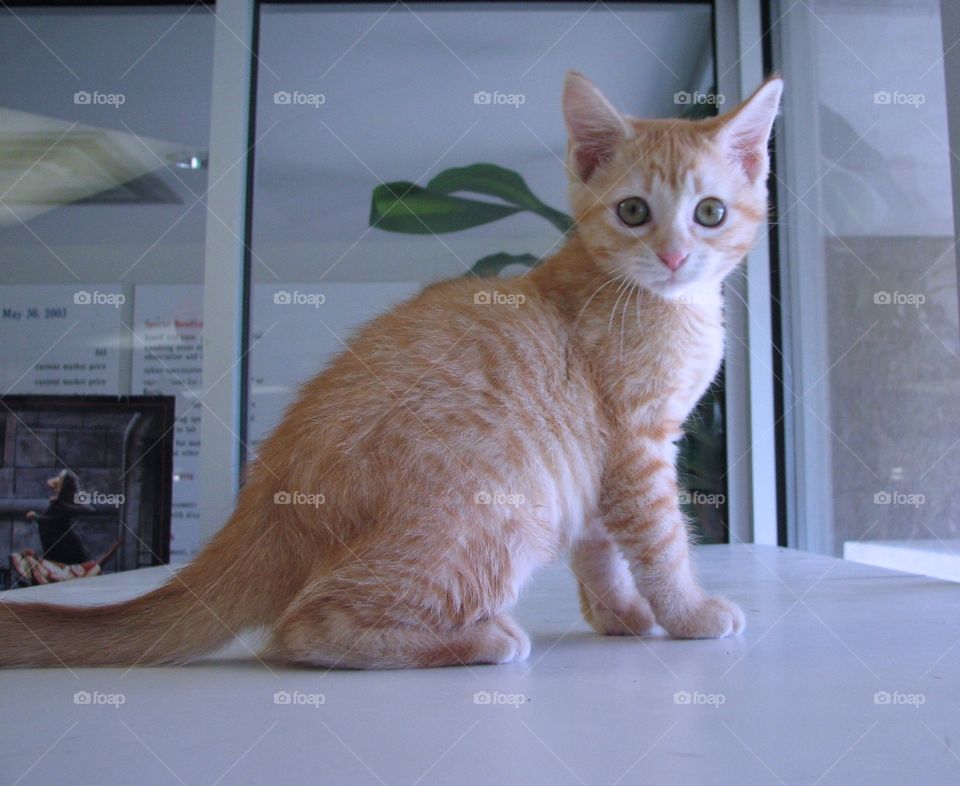 Buff Tabby Kitten. Waiting to go home from shelter