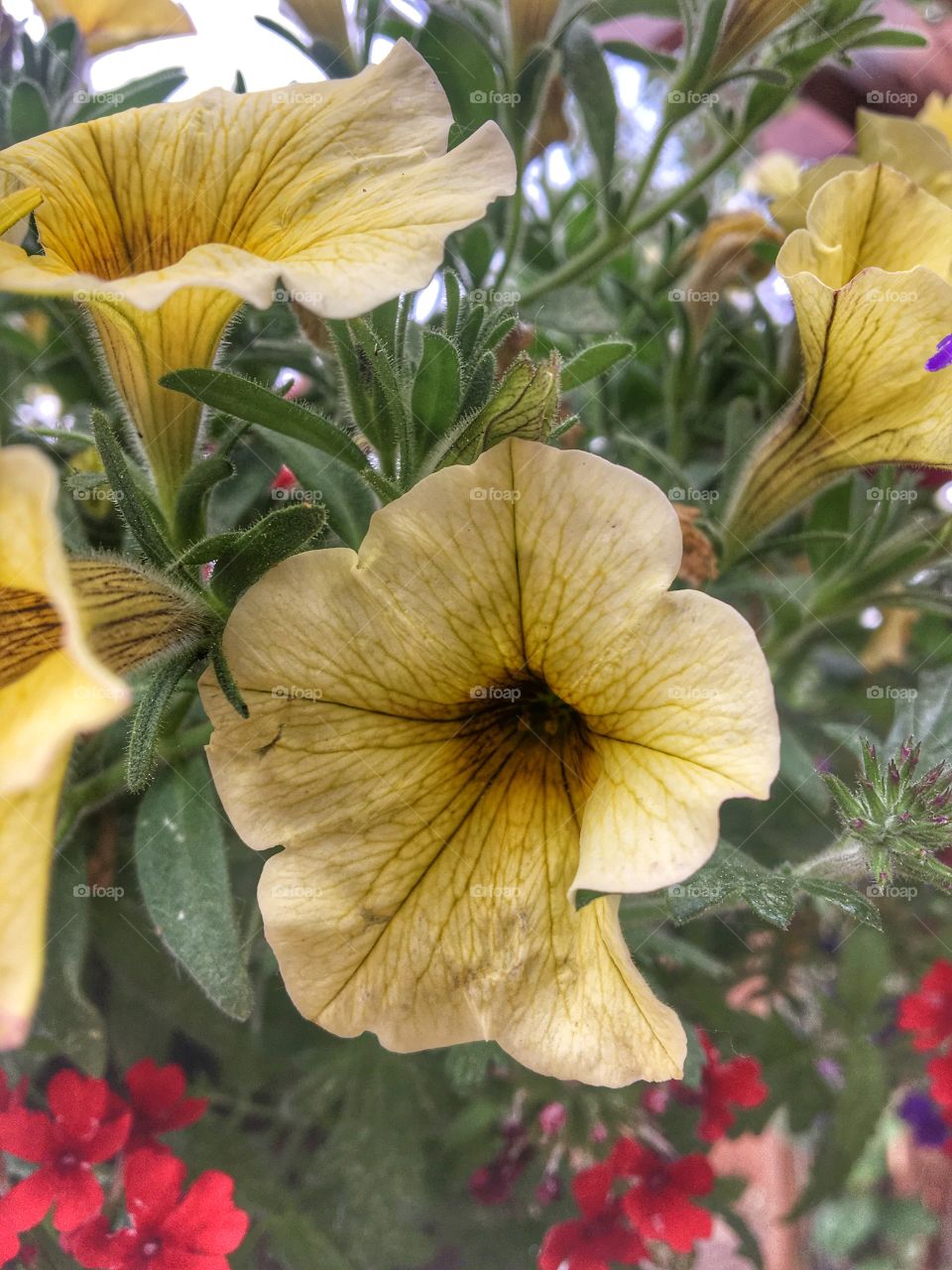 Beautiful yellow flowers 
