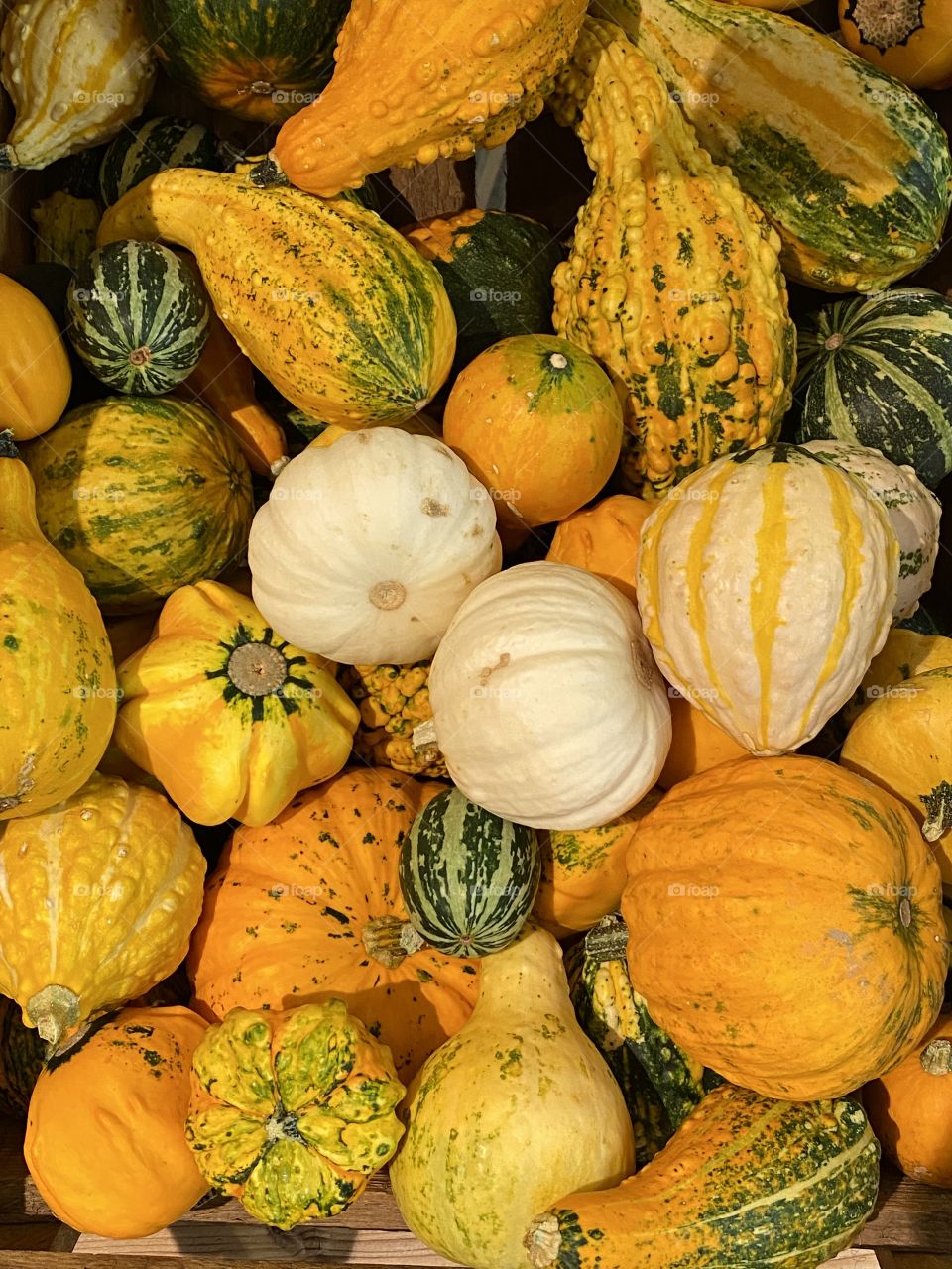 Pumpkin selection