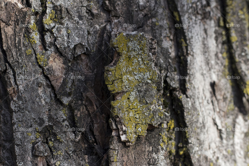 Close-up of tree trunk