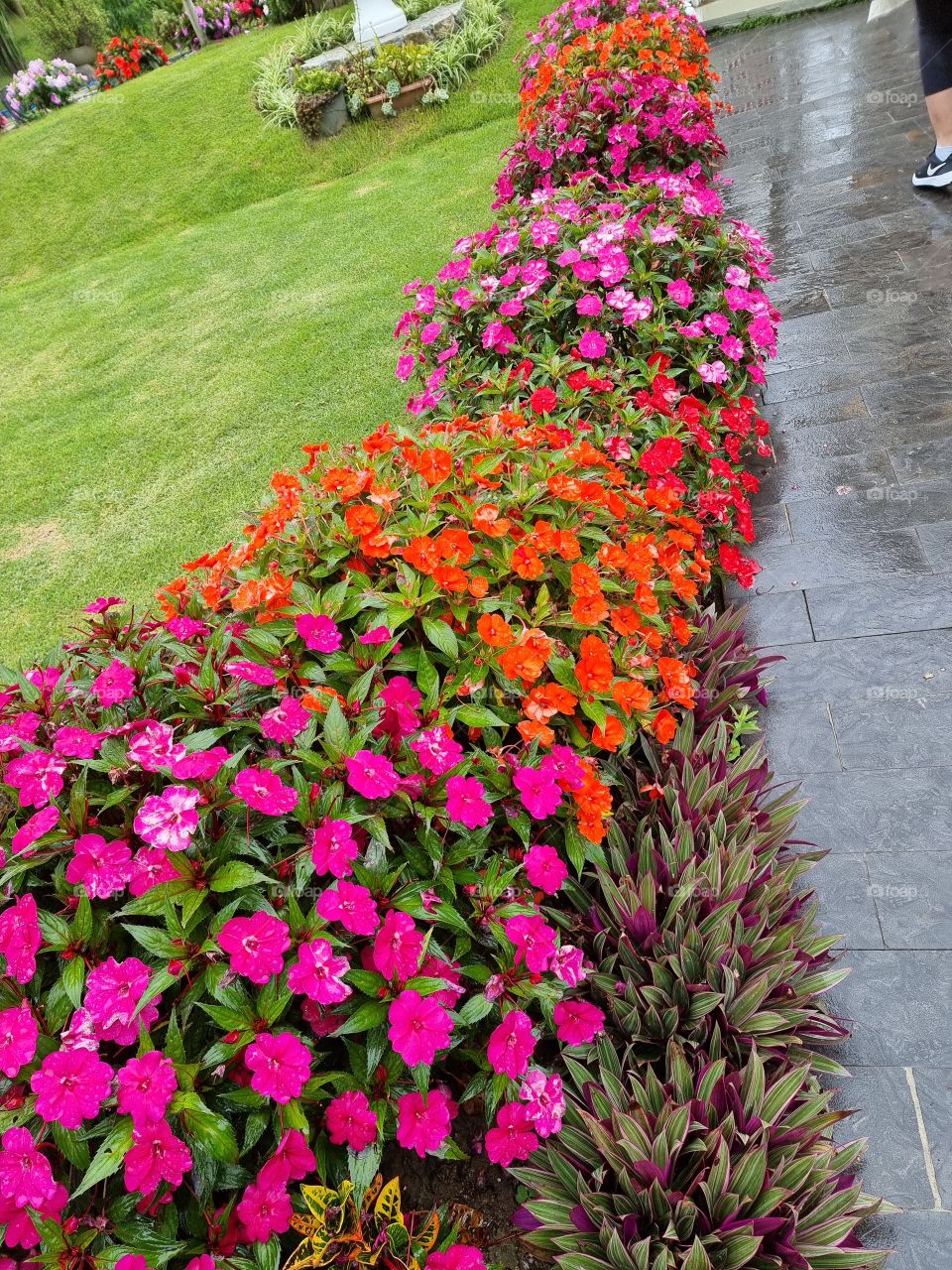 colorful flowers