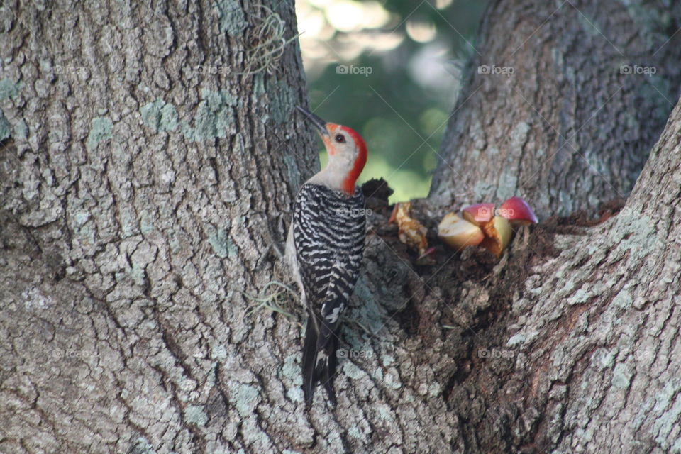 Wood pecker bird on tree trunk