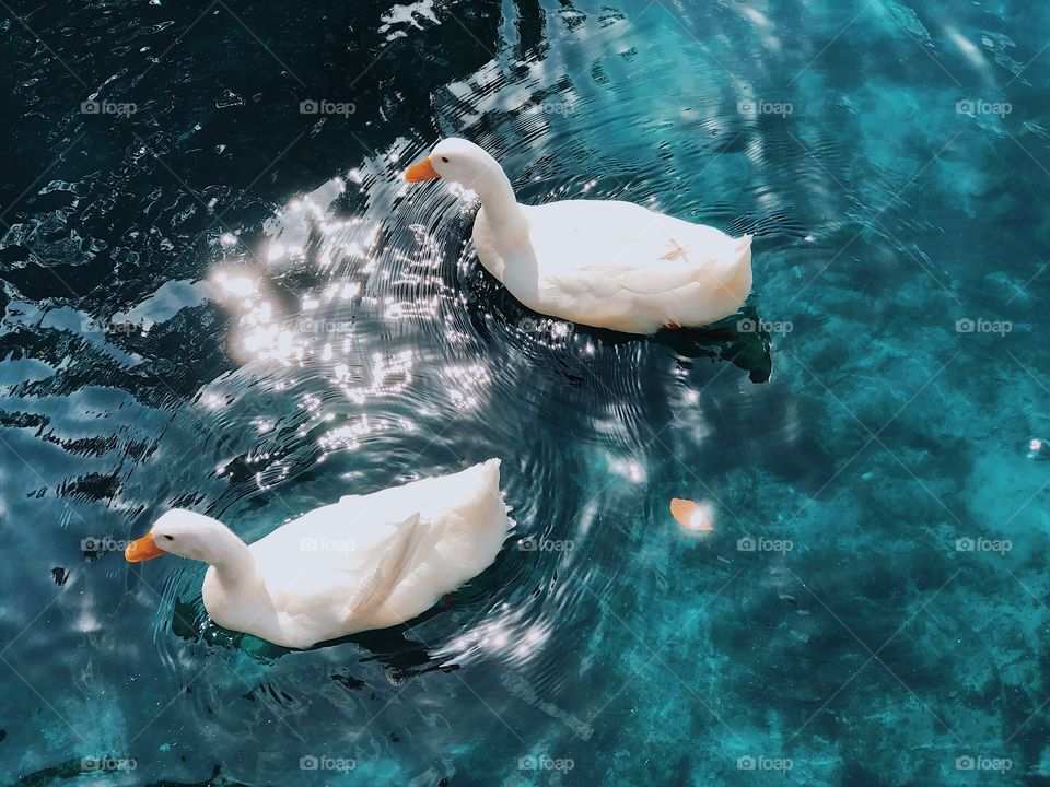 Friendly ducks at Lake Eola Park in Orlando, Florida