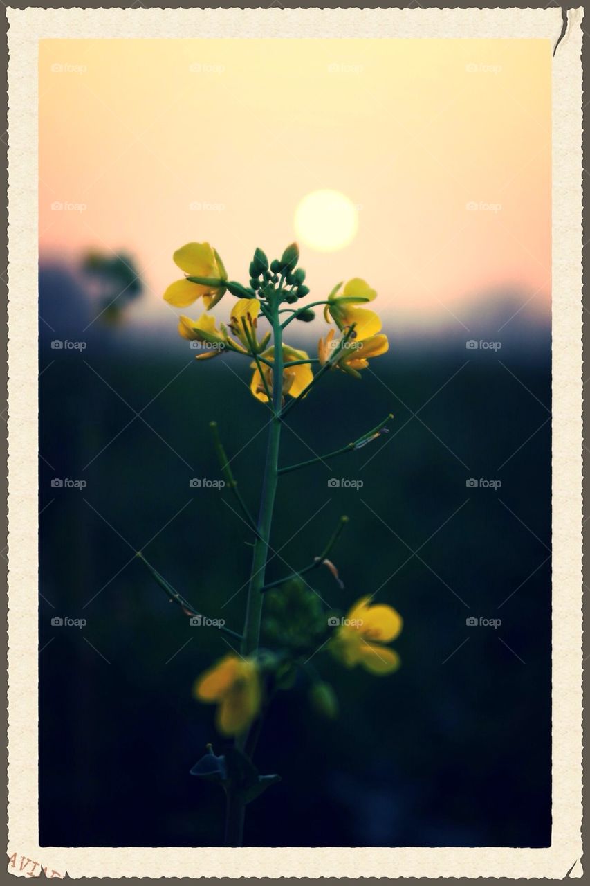 Flower on sunset2