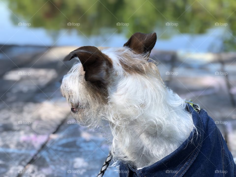 Charming dog with clothes 