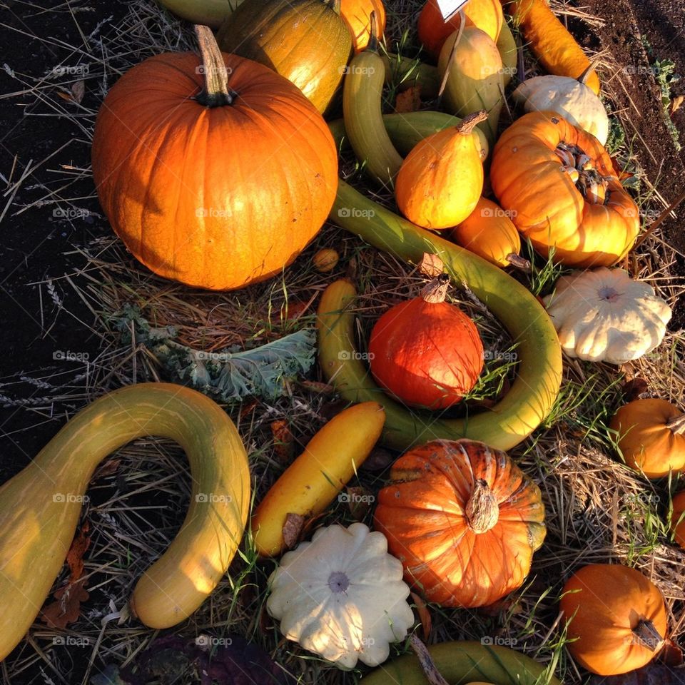 Pumpkins in autumn