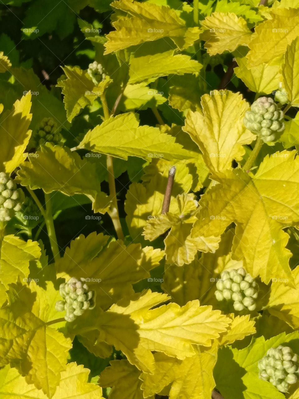 Green summer background