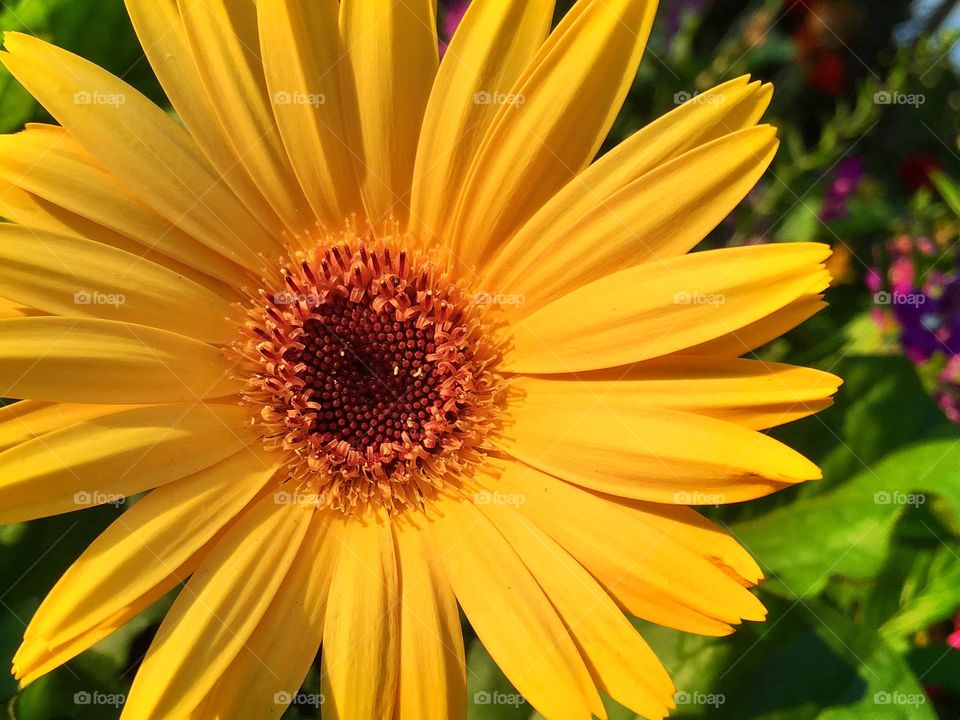 Spring is here. Yellow flower