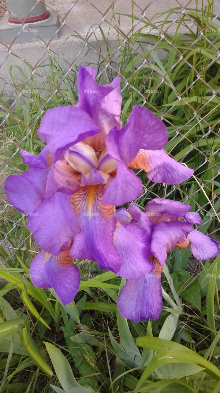 purple lilie