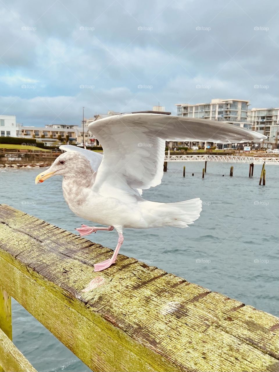 Seagull 