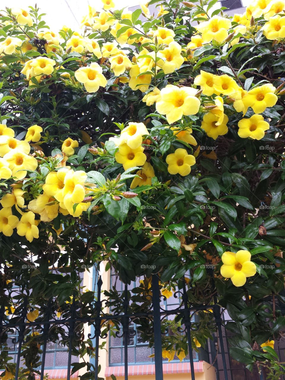 yellow flowers 💛