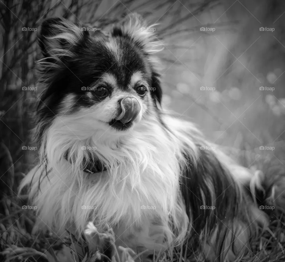 Fluffy