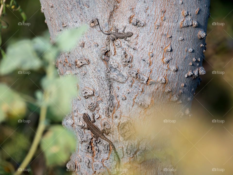 A juvenile lizard is very well camouflaged against the tree trunk as a larger lizard exhibits darker coloring nearby