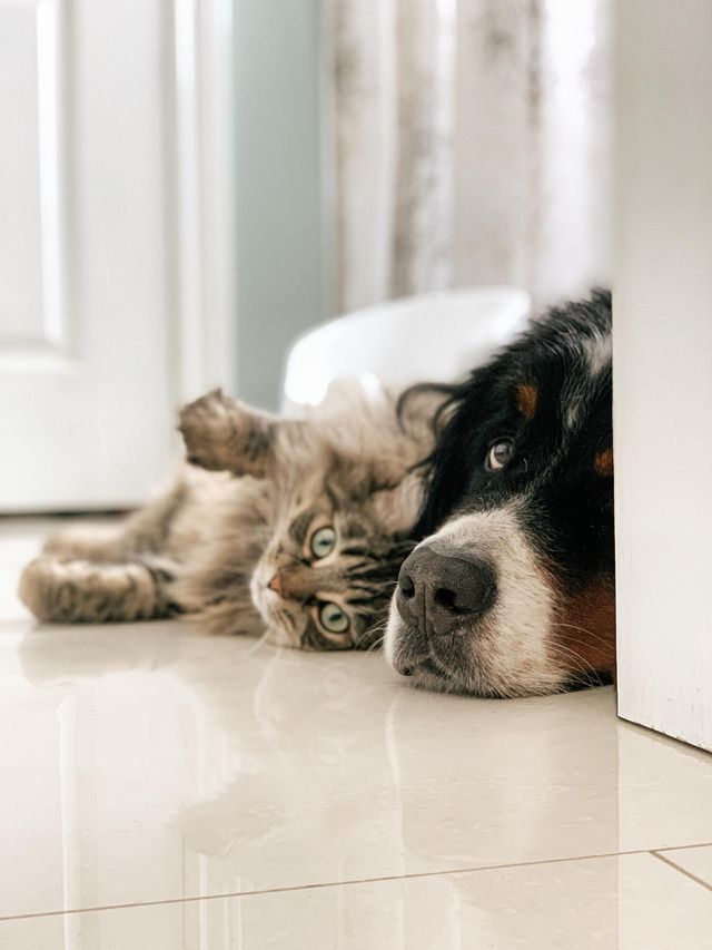 Pets