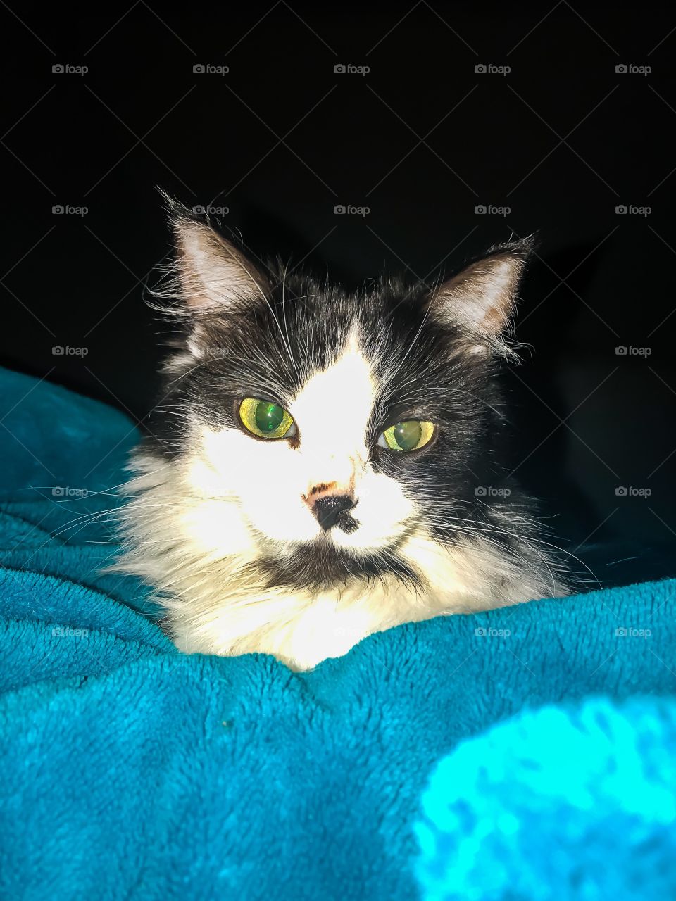 Sleepy time for mittens 