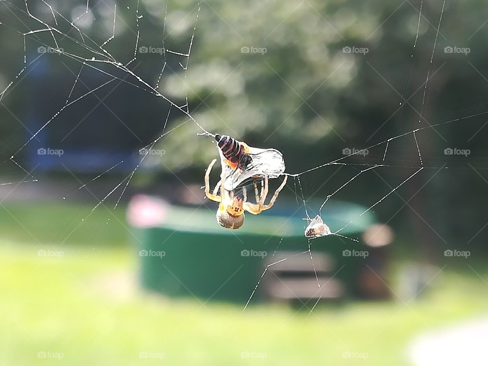 Found spider eating in my garden. Nature is beautiful.