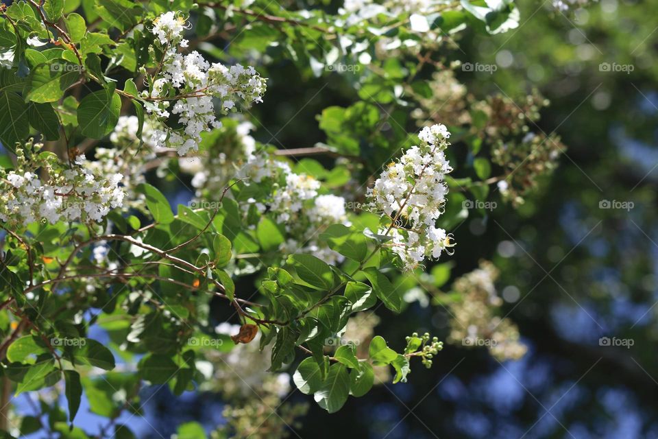 white tree flowers