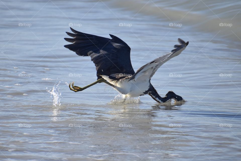Pelican taking a header in the surf