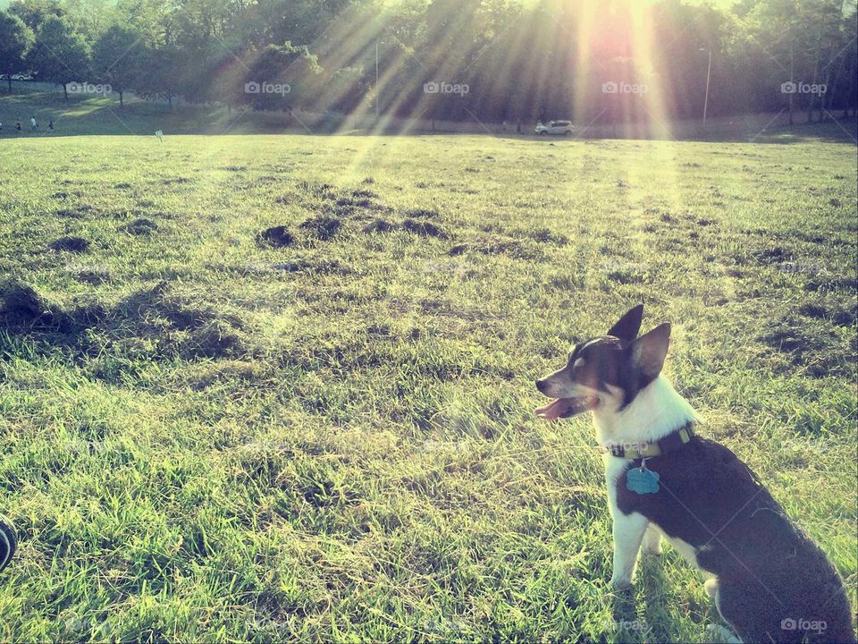 Ziggy at Schenley Park