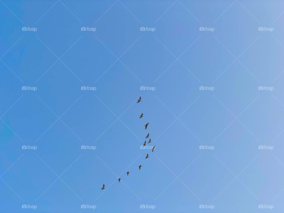 Flock of birds