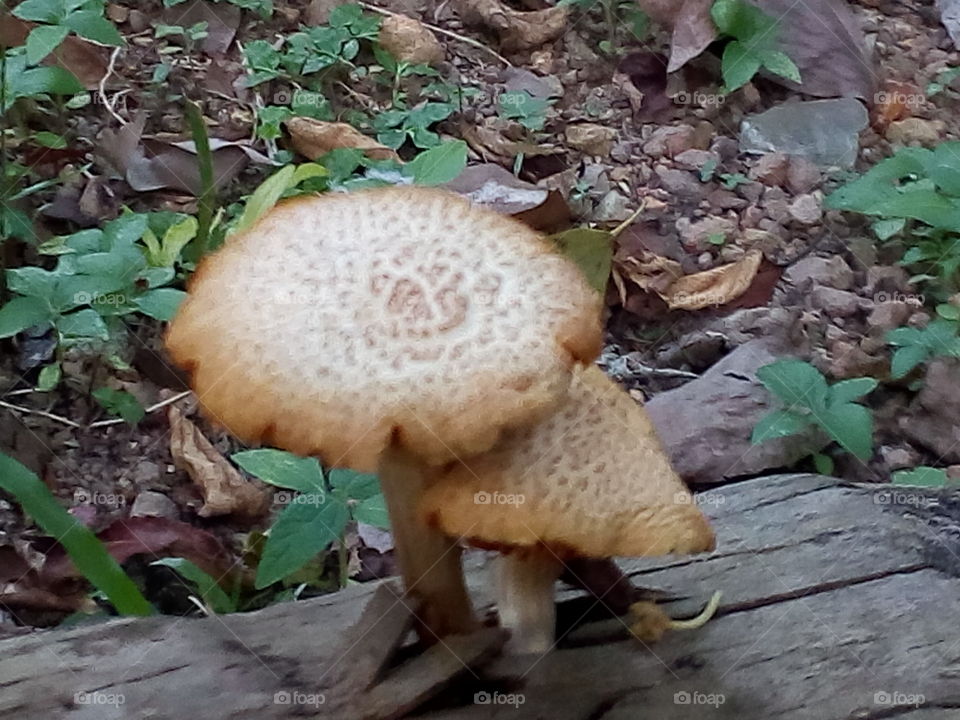 Boletus