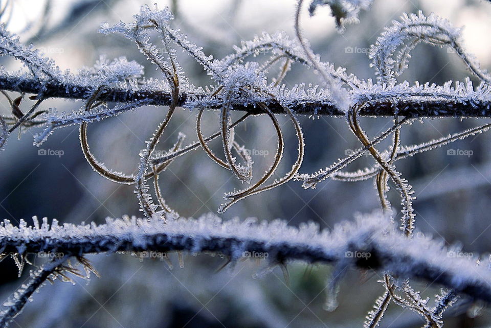 Close-up of frost on branch