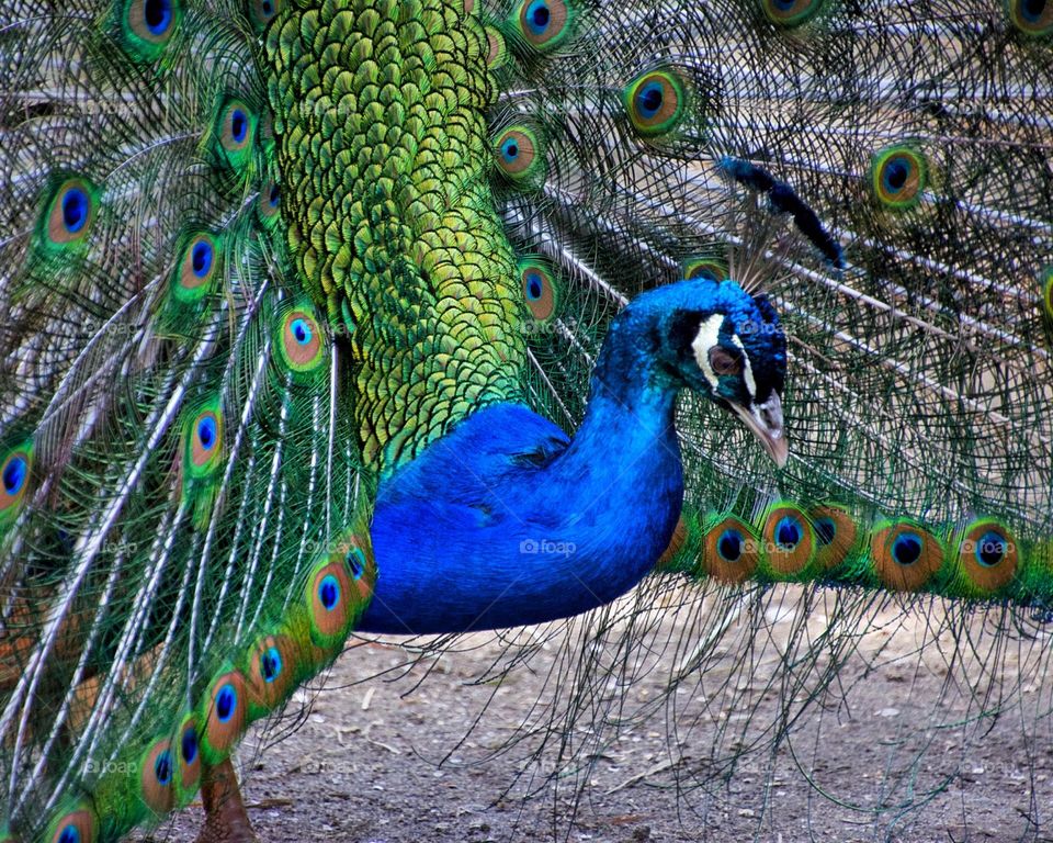 Closeup of a peacock