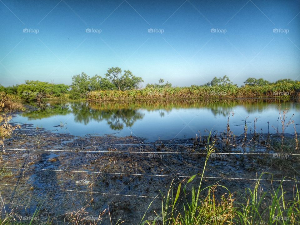 swamp. This is a picture of a Texas swamp that I saw while out riding my bike 🚲