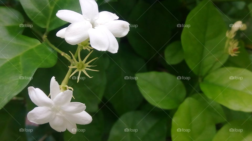 local jasmine, indonesia