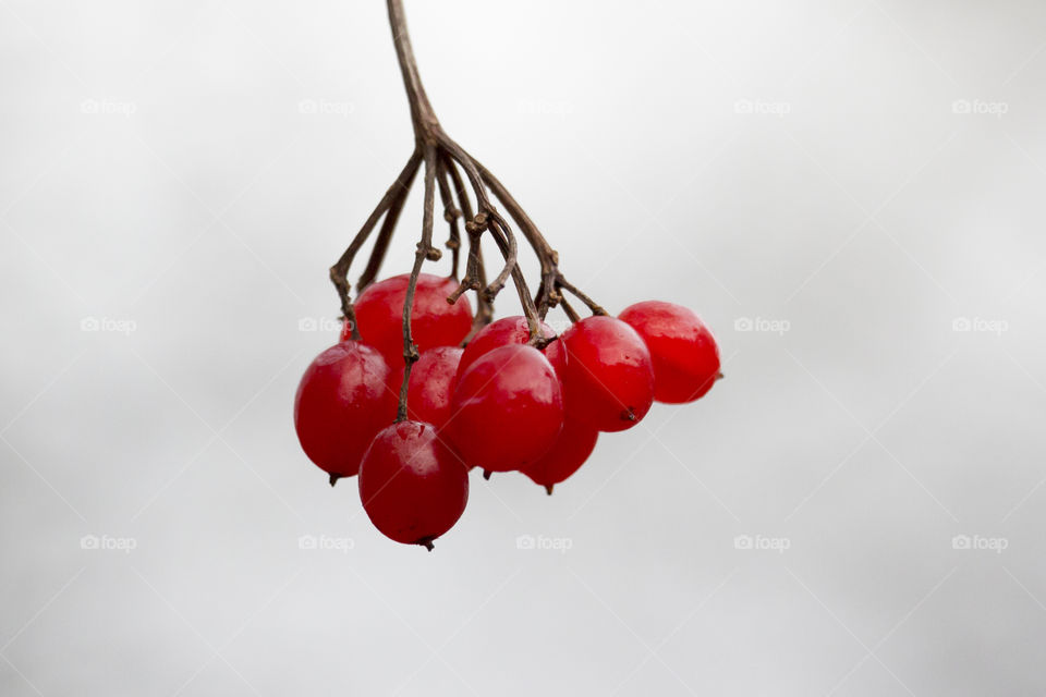 Red berries hanging from a branch 