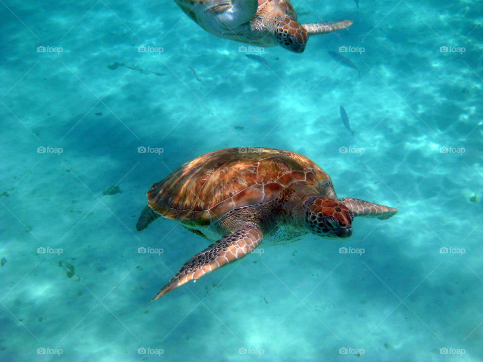 Sea turtle