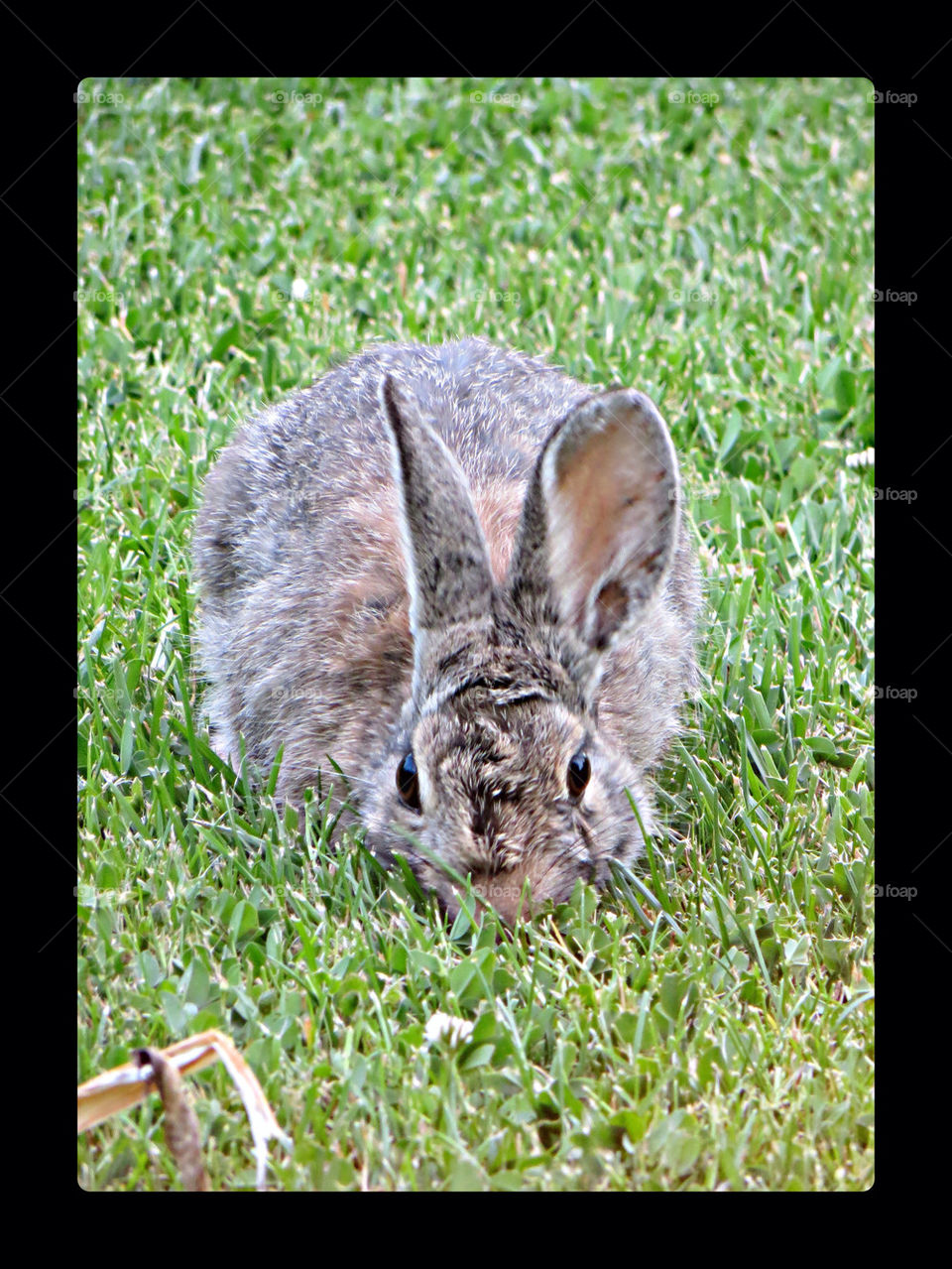 BUNNIES MAKE ME SMILE