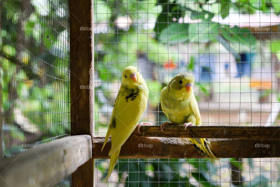 Yellow Parakeets in a Birdcage 