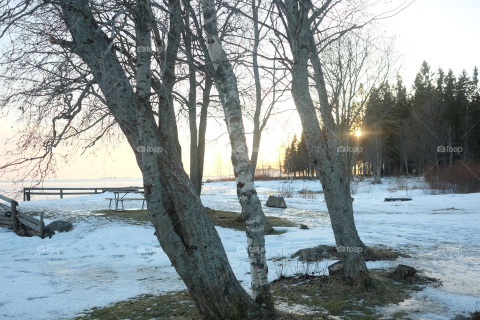 Winter, Snow, Tree, Landscape, Cold